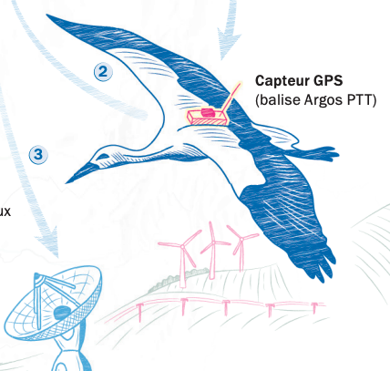 Extrait d'une illustration sur le suivi des oiseaux par balises Argos PTT, Atlas du numérique, page 49 (détail) © Atelier de cartographie/Presses de sciences Po