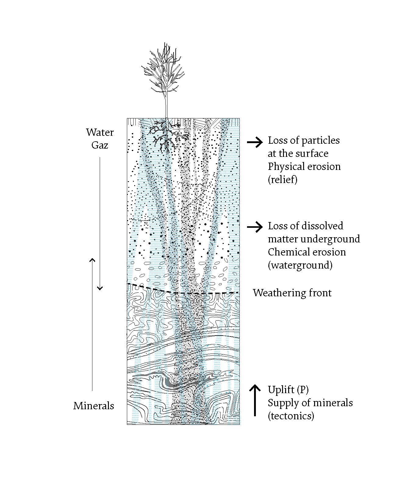 Profile showing the dynamics of formation of the Critical Zone from the tree canopy to the deep rocks. © Alexandra Arènes